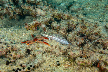 The surprising underwater world of the Indian and Pacifical Oceans