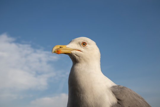 Seegull  Larsus fuscus detail in the top of Galata Tower