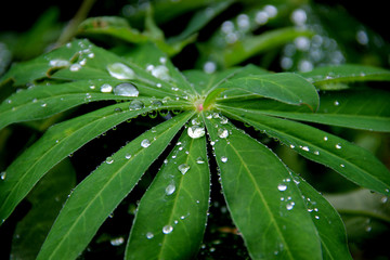 drops on green leaf