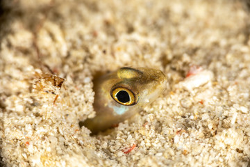 The surprising underwater world of the Indian and Pacifical Oceans