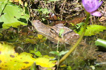 Caiman Tobago