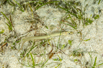 The surprising underwater world of the Indian and Pacifical Oceans