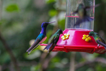 Hummingbirds on a feeder © Jo