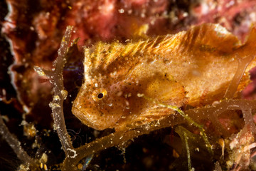 The surprising underwater world of the Indian and Pacifical Oceans