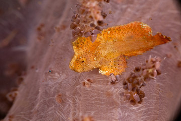 The surprising underwater world of the Indian and Pacifical Oceans