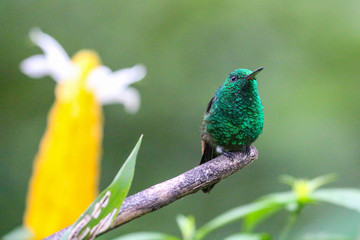 Hummingbirds in Tobago