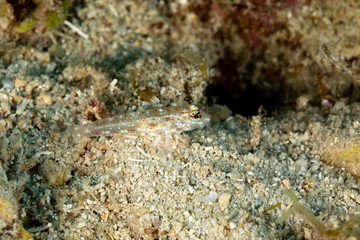 The surprising underwater world of the Indian and Pacifical Oceans