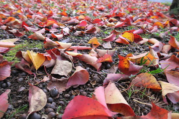 公園に散る枯れ葉風景