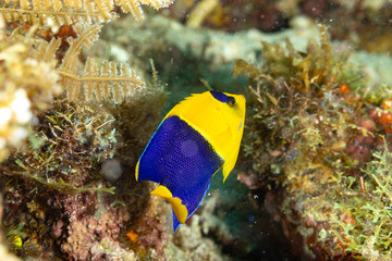 The surprising underwater world of the Indian and Pacifical Oceans