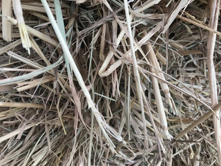 light brown dried hays in full frame shot, agriculture and suburb concept