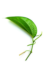 Green Piper betle leaf on white background