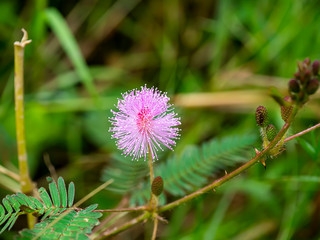 Close up leaves of sensitive plant, sleepy plant