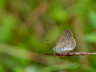 Butterfly on flower grass with blur background.