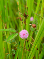 Close up leaves of sensitive plant, sleepy plant