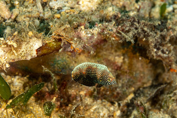The surprising underwater world of the Indian and Pacifical Oceans