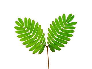 Close up leaves of sensitive plant, sleepy plant