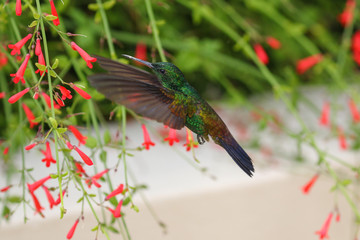 hummingbird in flight