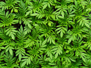 Seedlings of marigolds for planting