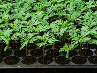 Seedlings of marigolds for planting