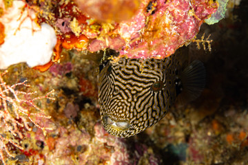 The surprising underwater world of the Indian and Pacifical Oceans