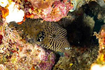 The surprising underwater world of the Indian and Pacifical Oceans