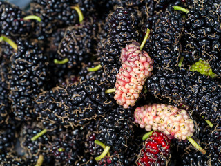 Organic Mulberry fruit. fresh purple mulberry on black mulberry  background.