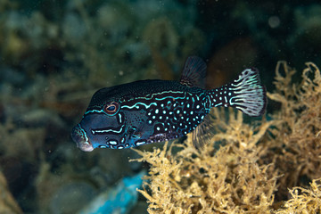 The surprising underwater world of the Indian and Pacifical Oceans