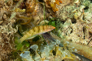 The surprising underwater world of the Indian and Pacifical Oceans