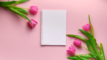 Pink Holland tulips on pink background with blank notepad for text, copyspace, background, top down view, wide composition