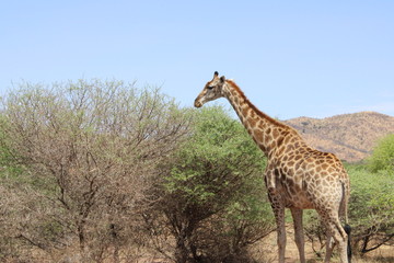 South Africa - Pilansberg Nature Reserve