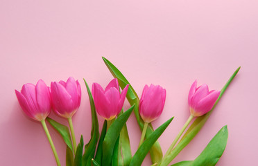 Netherland tulips on pink background topdown view, holiday concept, love