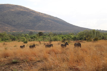 Fototapeta na wymiar South Africa - Pilansberg Nature Reserve