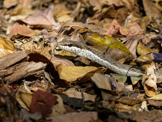 Snake