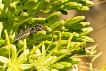 lizard in plant