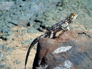 Colourful lizard found in Karoo NP © Charlie