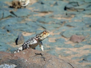 Colourful lizard found in Karoo NP