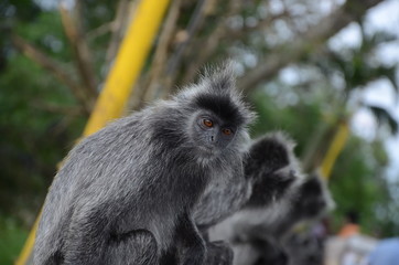 silvered leaf monkey in selangor, malaysia