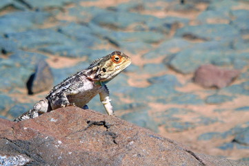 Colourful lizard found in Karoo NP