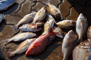 Multiples of fish at streetside markets in Galle, Sri Lanka 2019