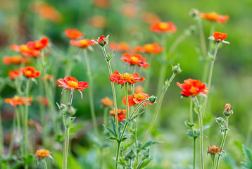 Geum coccineum in the spring garden. Red flowers of blooming Geum aleppicum. Floral background