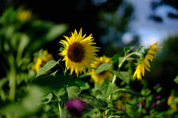 Sunflowers in the sun in front of a natual blurry background with nice bokeh