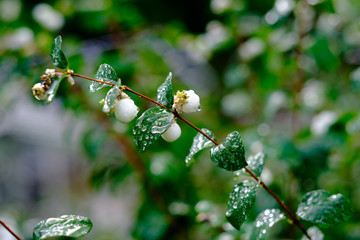 Symphoricarpos, commonly known as the snowberry, waxberry, or ghostberry (Caprifoliaceae), in German 