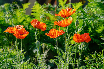 Red poppy flowers at the garden plot. Shallow depth of field