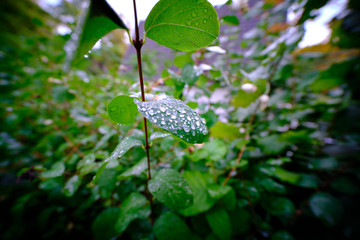 Closeup of fresh and sparkling waterdrops on snowberry leaves