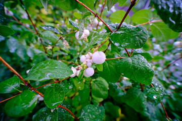 Symphoricarpos, commonly known as the snowberry, waxberry, or ghostberry (Caprifoliaceae), in German 
