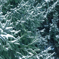 Spruce tree branches with snow
