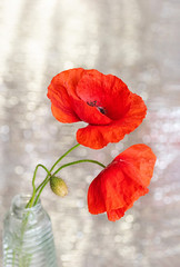 Beautiful bouquet of red poppy flowers. Blur, bokeh, selective focus.