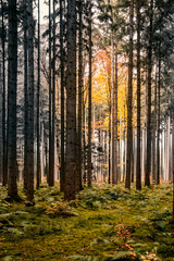Bunter Herbstwald, Orange, Gelb, Gold mit dunklen Baumstämmen von Fichten