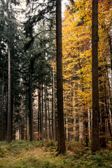 Bunter Herbstwald, Orange, Gelb, Gold mit dunklen Baumstämmen von Fichten, Hintergrund