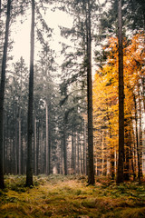 Fototapeta premium Bunter Herbstwald, Orange, Gelb, Gold mit dunklen Baumstämmen von Fichten